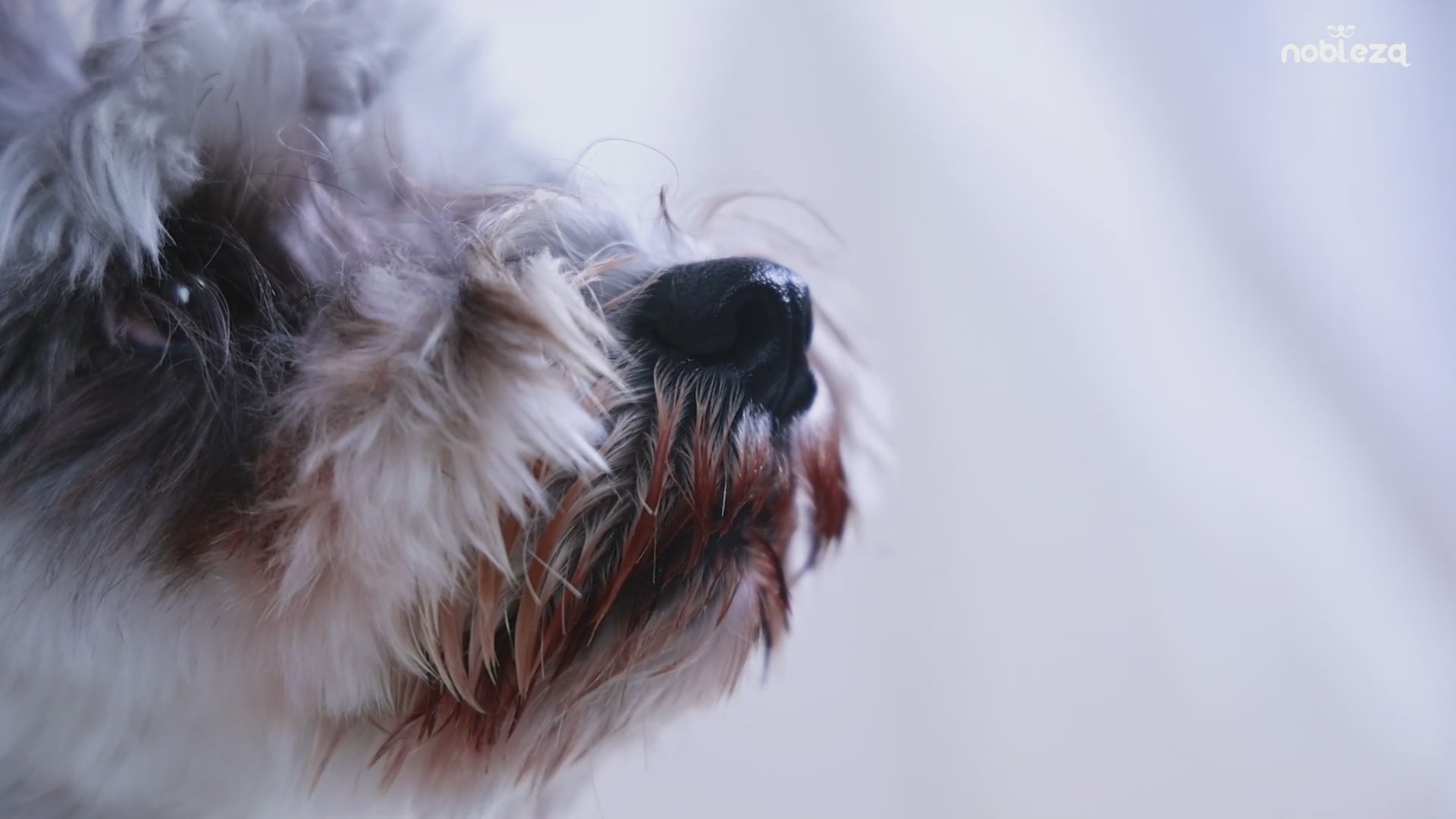 Nobleza Ciotola per Cani Voraci